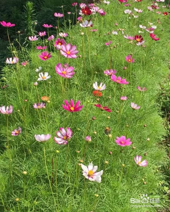 可以自生自长的花，种子掉土里就活