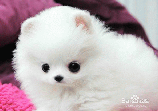 博美犬好养吗?快看——傲娇小公主养成记~