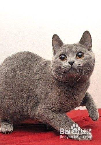 解决猫猫毛发干燥的小妙招 百度经验 解决猫猫毛发干燥的小妙招 百度经验
