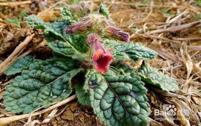 种植地黄需注意哪些生长习性?