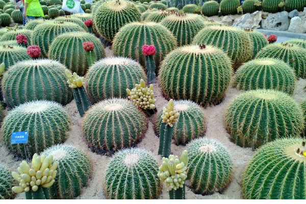 仙人球在什么温度下最适合生长