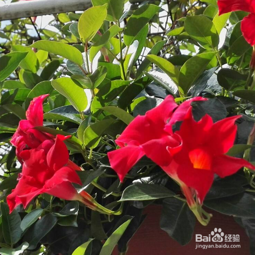 飘香藤怎么养