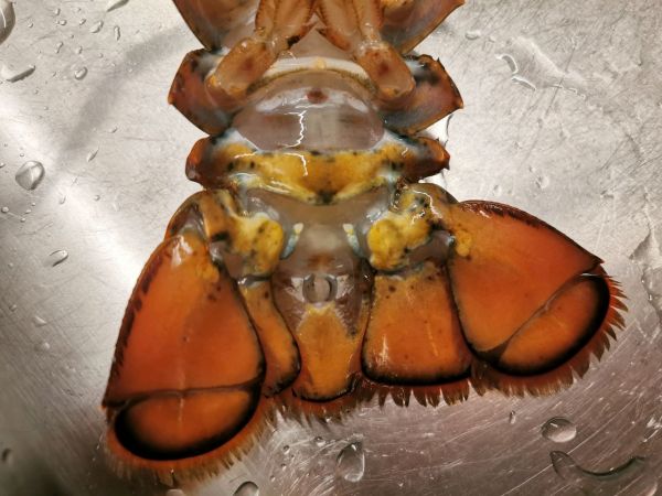 芝士焗波士顿龙虾