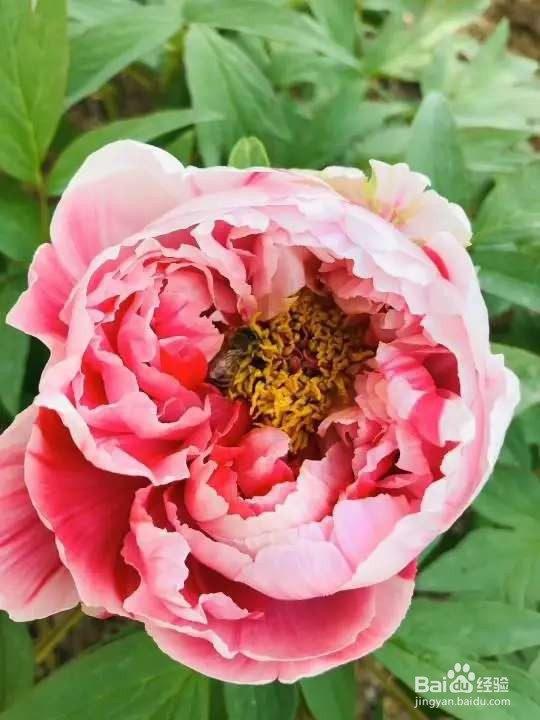 常见的8种花，竟然是国花，长见识了