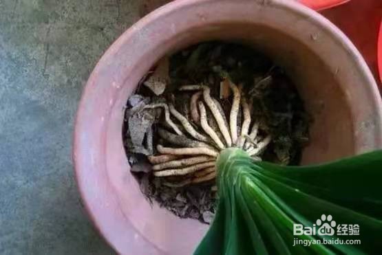 君子兰烂根别慌，切1刀泡一泡，2周长出大白根
