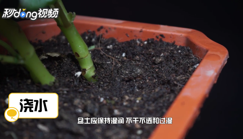 丽格海棠的养殖方法
