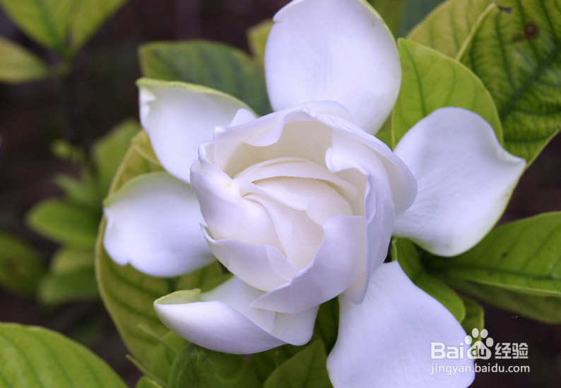 栀子花养殖方法和注意事项