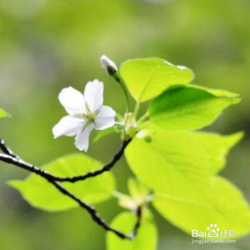 大岛樱的培育方法和注意事项