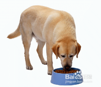 狗狗拉肚子怎么办