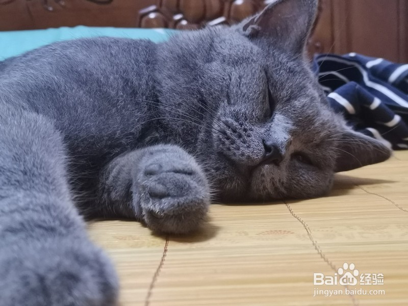 给猫吃卵磷脂还是蛋黄？