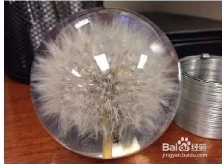 自己动手DIY一个蒲公英透明树脂，好漂亮！