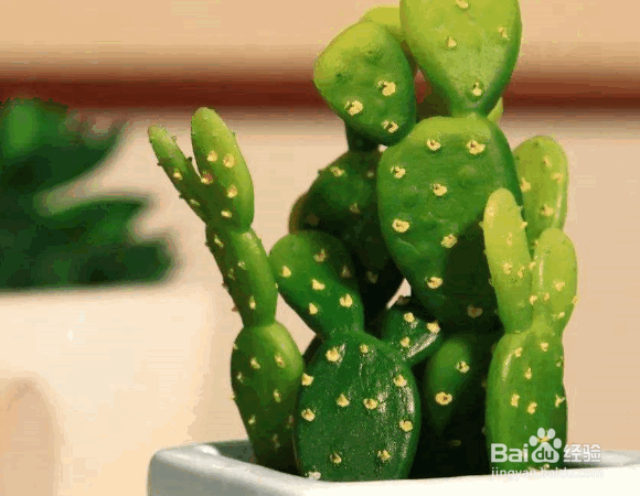 仙人掌的施肥要点