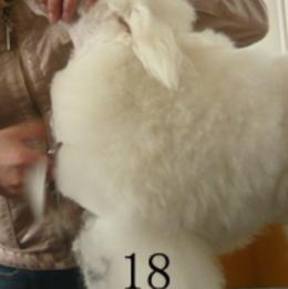 怎样给贵宾犬美容