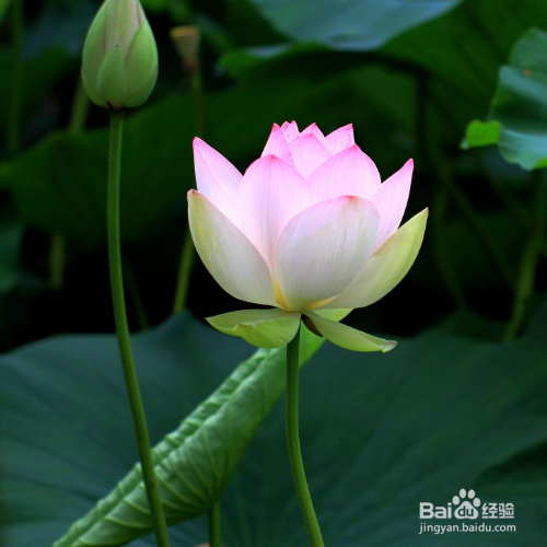 荷花绽放的季节是多久？