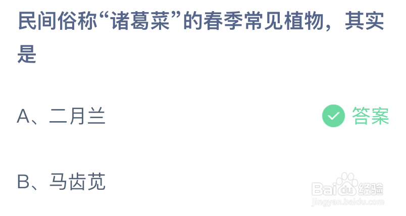民间俗称诸葛菜的春季常见植物其实是
