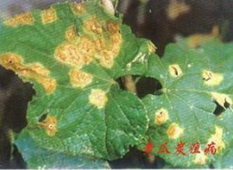 中药制剂防治黄瓜炭疽病