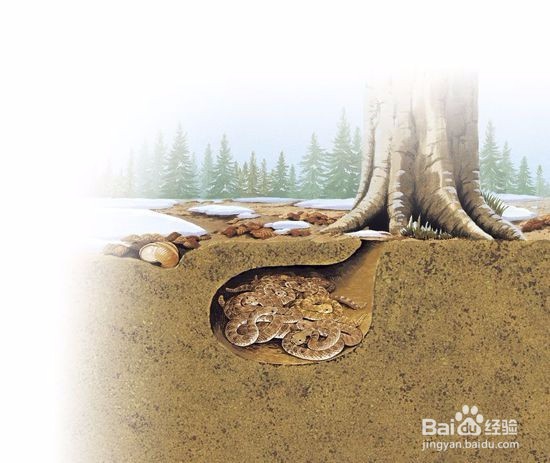 蛇冬天怎么休眠