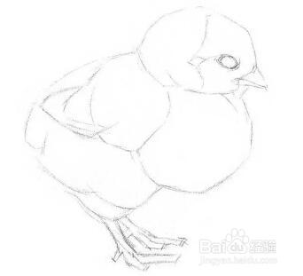 如何学习素描——素描小鸡的绘画教程