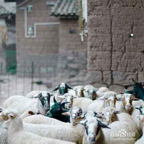 新手养羊的羊圈建造