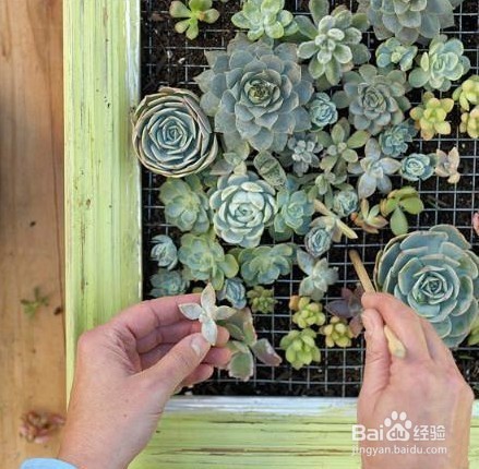 小鲜肉，把满满绿意带回家！！