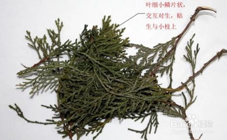 侧柏叶的鉴别方法