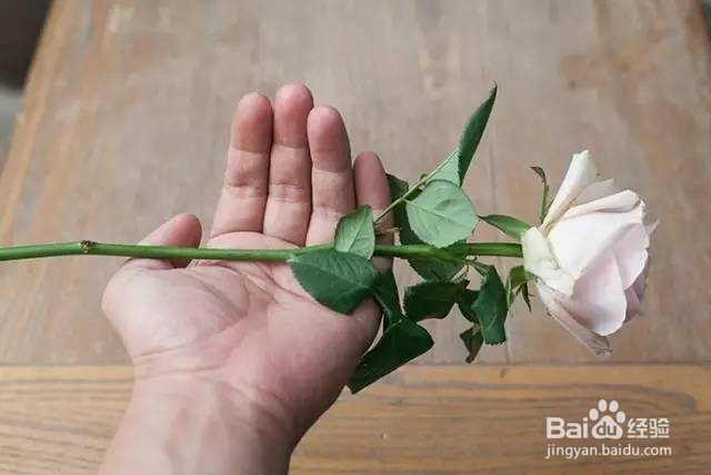 如何挑选玫瑰花？