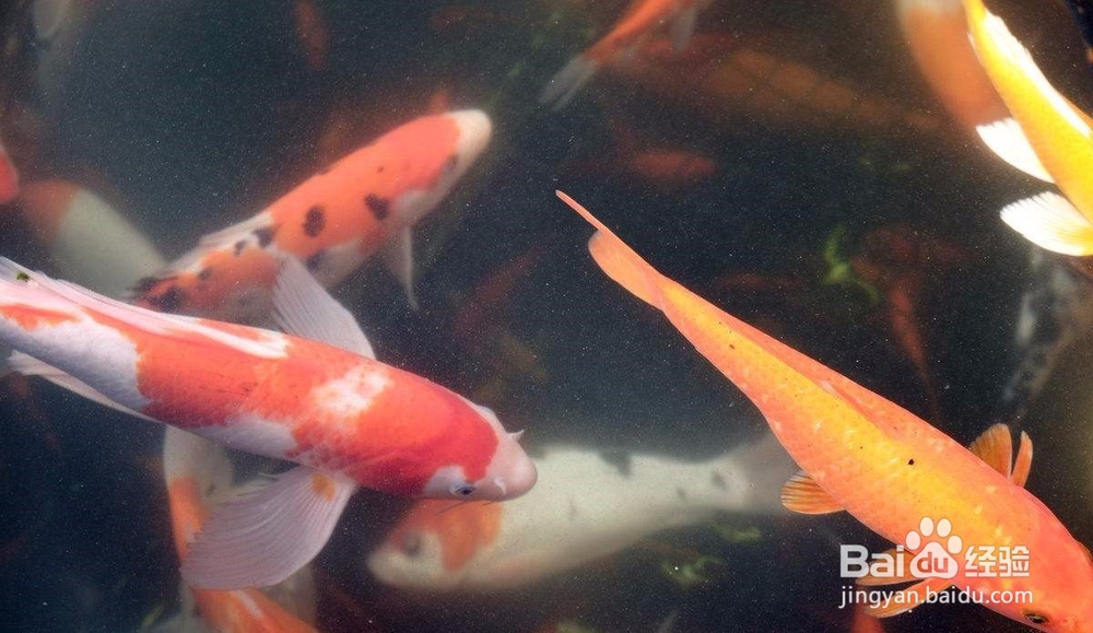 怎么购买具有较高价值的观赏鱼