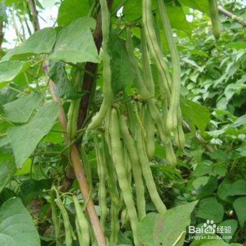 芸豆的培育方法和注意事项