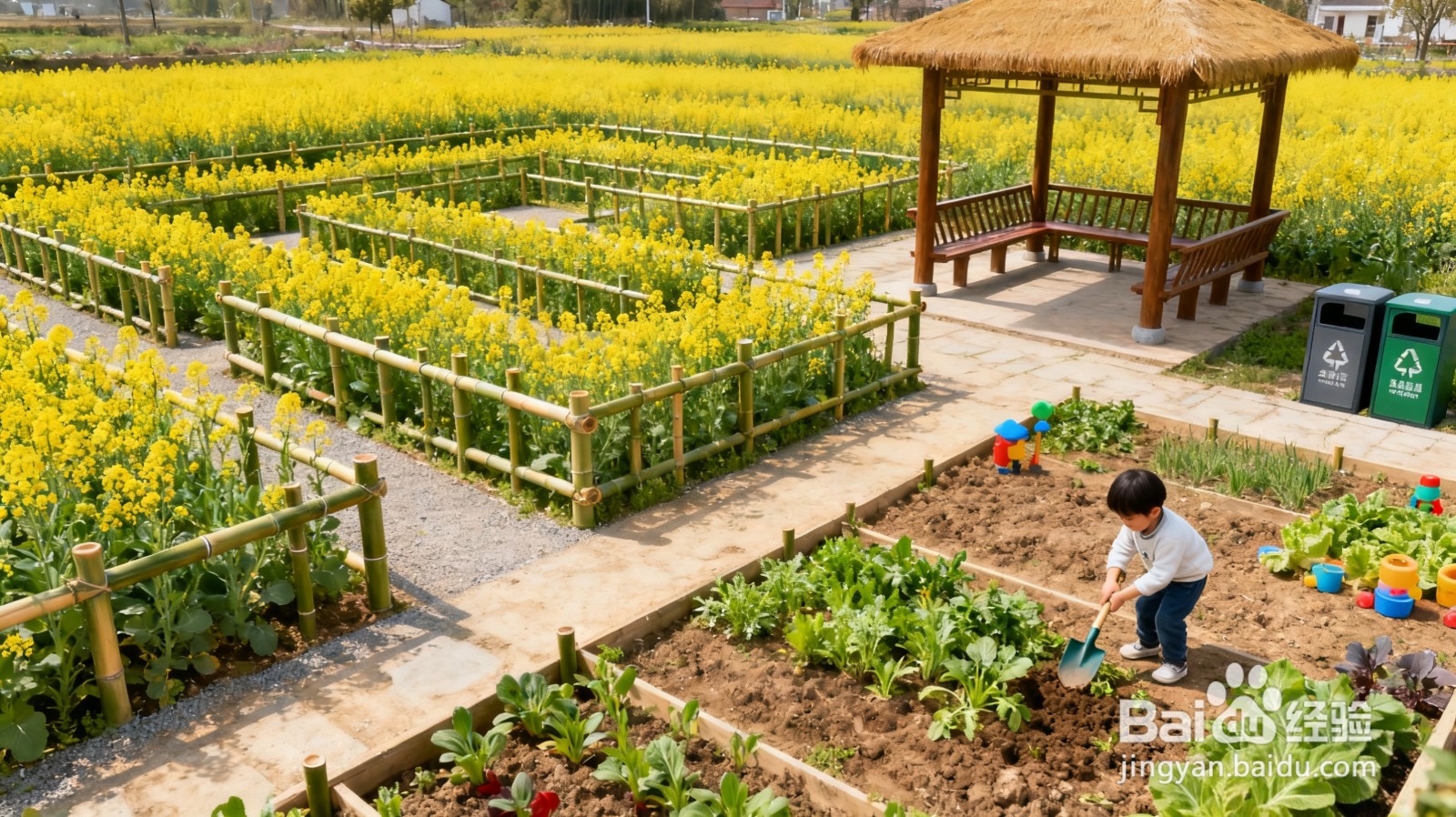 怎样打造油菜花观赏基地