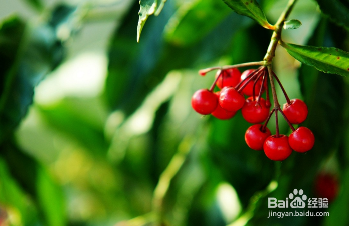 富贵子的修剪方法