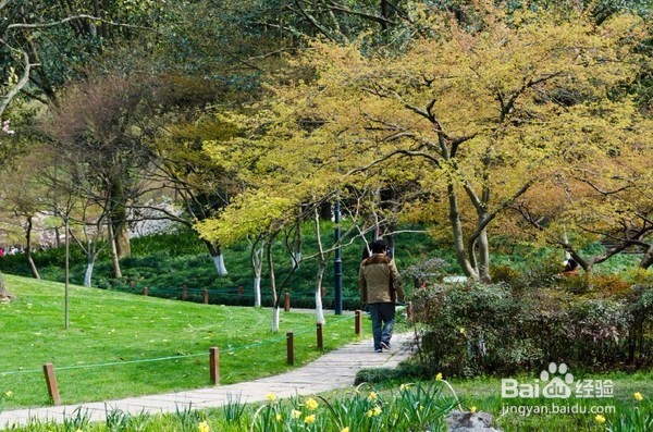 西湖边的免费公园，每年春季来这里看樱花