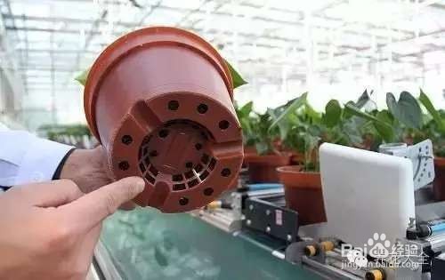 如何养花不招虫