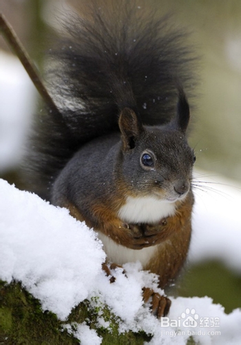 雪地松鼠怎么养
