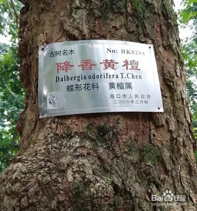 黄花梨手串功效与作用