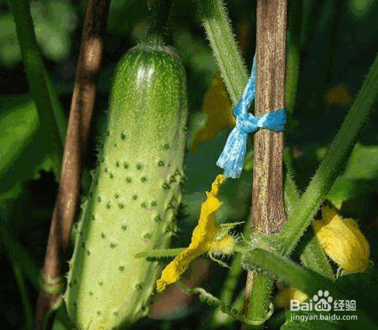 黄瓜旺长如何判断?如何解决?