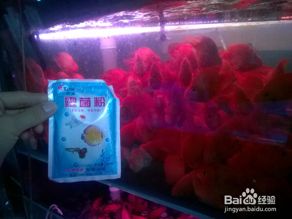 分享下热带鱼血鹦鹉常见病--水酸