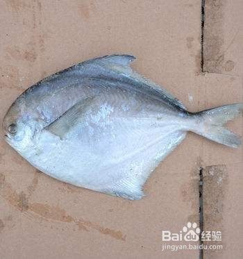 银鲳鱼的鉴别方法