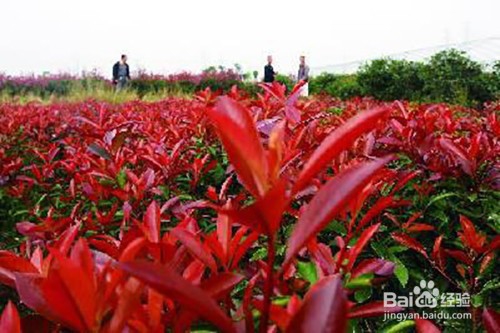 红叶石楠的养殖方法和注意事项