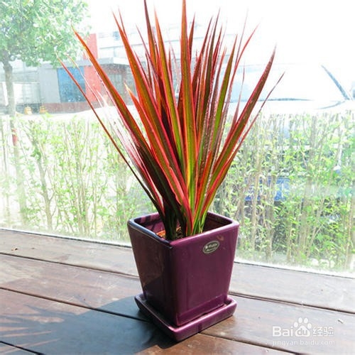 净化室内空气的几种植物分享