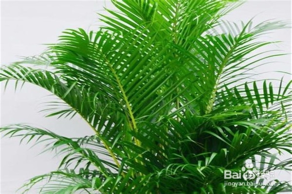 凤尾竹的养殖方法和注意事项都有什么？