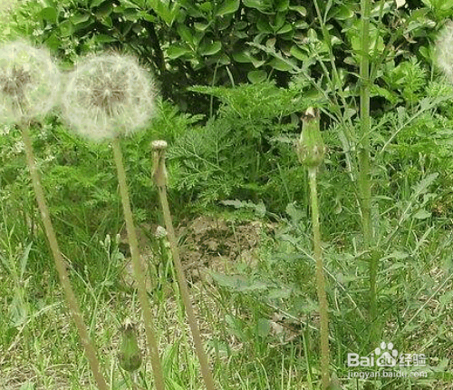 盆栽蒲公英的种植方法
