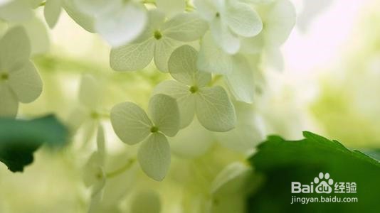 茉莉花的养殖方法和注意事项都有什么？