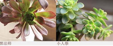 多肉植物的习性颜色