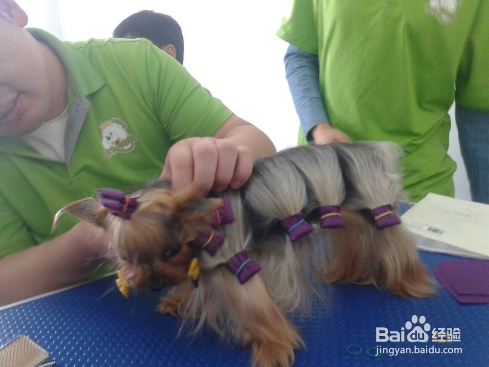 宠物美容学校的收费标准是依据什么来的？