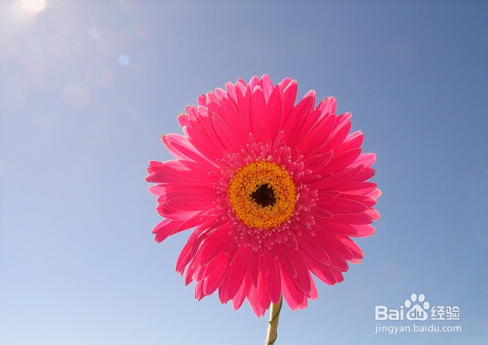 如何防止花变蔫?