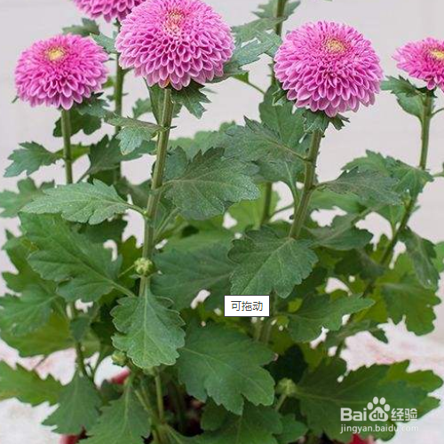 盆栽千头菊的养殖方法