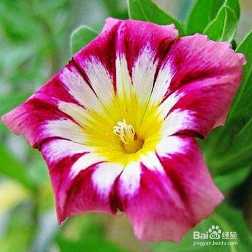 三色旋花种植方法有哪些？