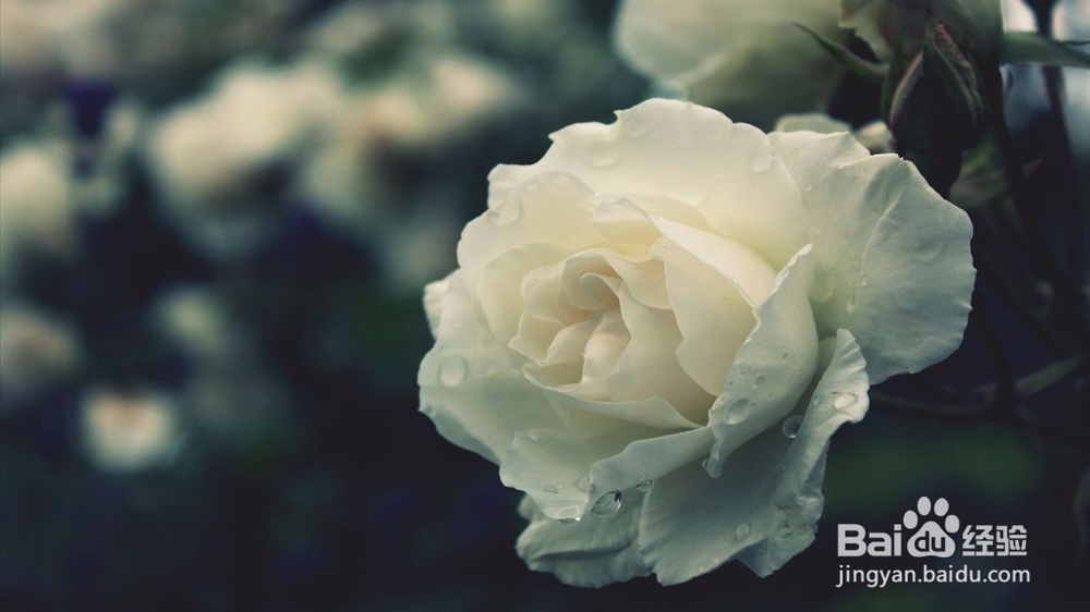 如何辨别你喜欢的他是否也正好喜欢你