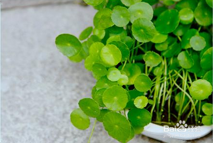 病毒性肝炎【华佗妙法】：[7]犀角地黄加减汤