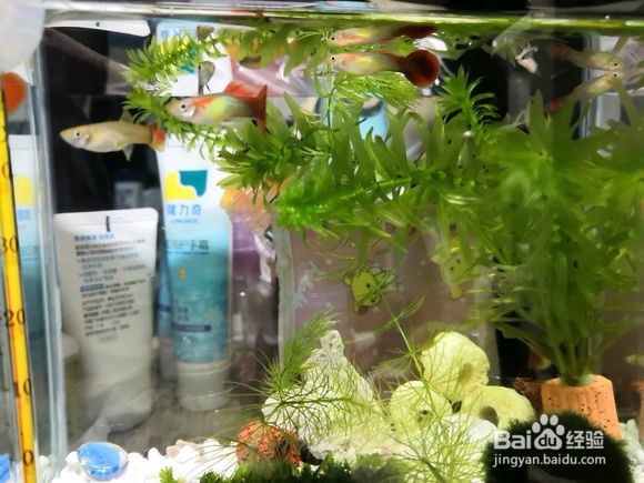 自己的孔雀鱼一胎才生十几条,原因有以下几点